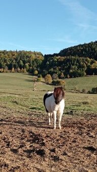 Pony kobyla