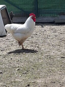Kohut Plymutka buela