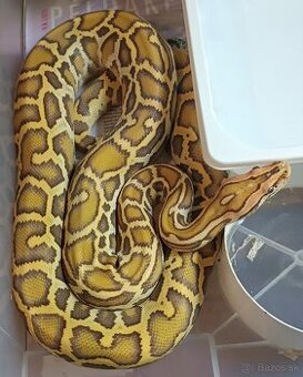Python bivittatus