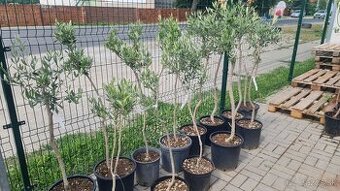 Olea europea - oliva Arbequina