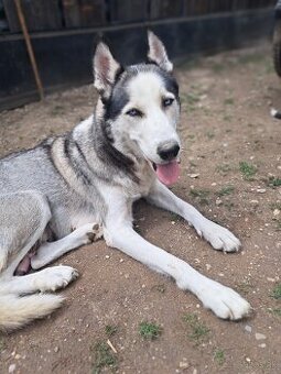 Steniatka sibírsky husky