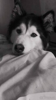 SÚRNE DARUJEM FENU HUSKY