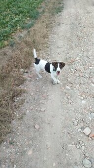 🐶 Darujem šteniatko – kríženec Jack Russell a jazvečík (7 m