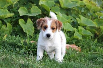 JRT Jack Russell Terier FCI s PP
