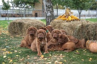Dogue de Bordeaux, Bordeauxska doga, bordo doga