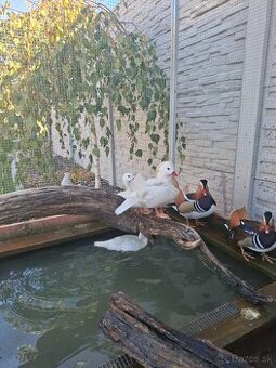 Mandarinske kacicky , kacky