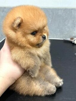 Pomeranian mini