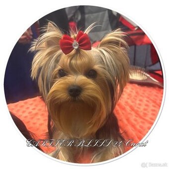 Yorkshire terrier s PP