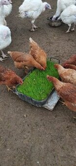 Predám slepačie vajíčka