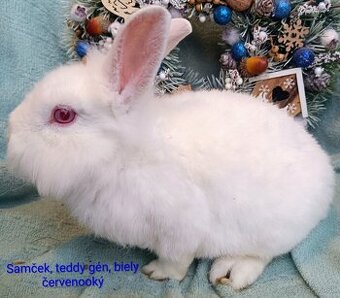 Zakrslý králik teddy gén s VP - samček