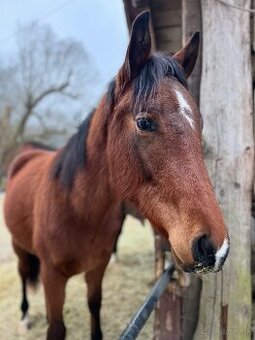 Predám žrebca QH/ST