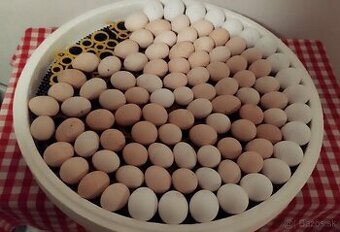 Nasadove vajíčka Appenzelský chocholač