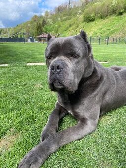 Cane corso krytie