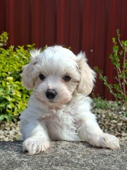 Maltipoo