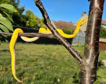 Morelia viridis - zeleny stromovy pyton