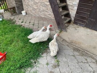 Predam kačky a káčera