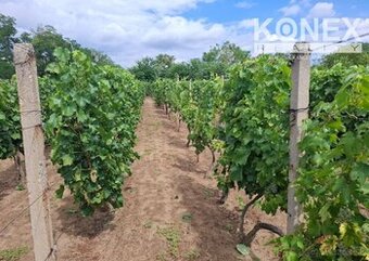 ID-4650 NA PREDAJ Vinohrad - STREDA NAD BODROGOM