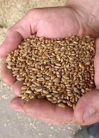 Pšenica - obilie