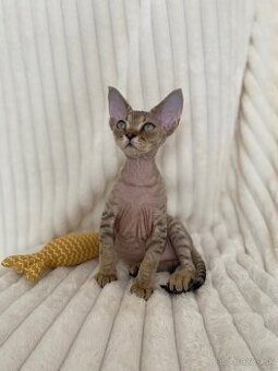 Devon rex