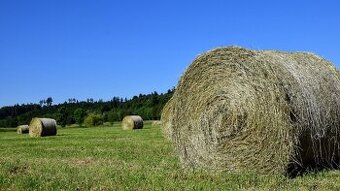 Predám seno- okrúhle balíky.