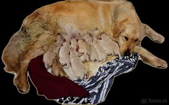 Zlatý Retriever --- Prímame rezervácie
