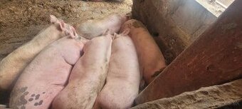 Ponúkam prasata na predaj, 120-150kg