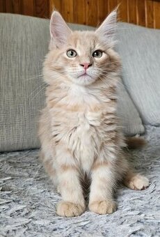 Maine coon, mainská mývalia mačka