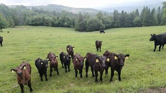 Aberdeen Angus