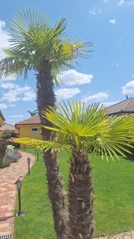 Mrazuvzdorne palmy na predajLen za 260eur