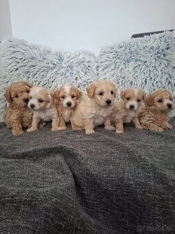 Maltipoo