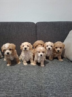 Maltipoo