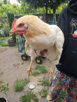 Mladí poloťažkí kohúti + mladučké nosnice