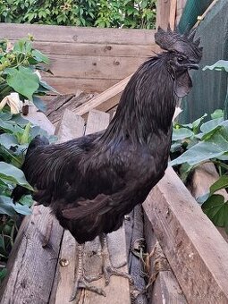 Ayam cemani