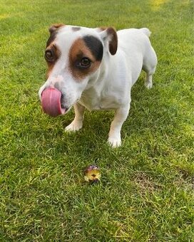 Jack Russell - 1