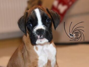 Nemecký boxer- šteniatka s PP