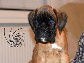 Nemecký boxer- psík s PP