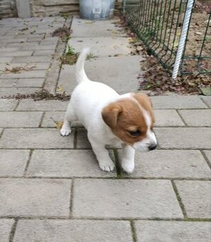 jack russel terier