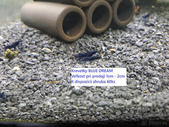 BA a okolie, krevetky neocaridina 1 EUR/ks, obmedzený počet - 1