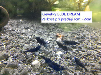 BA a okolie, krevetky neocaridina 1 EUR/ks, obmedzený počet