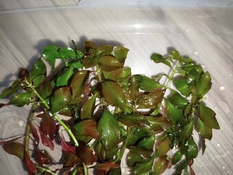 Ludwigia repens – červenozelená akvarijná rastlina