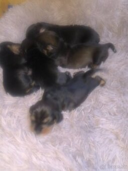 Jazvečík Hrubosrsty