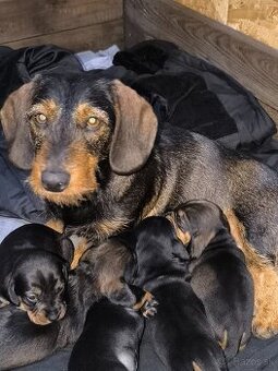 Jazvečík Hrubosrsty