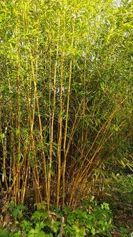 mrazuvzdorný bambus Phylostachys bissetii