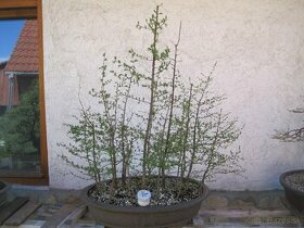 bonsai,bonsaj-smrekovec opadavý lesík