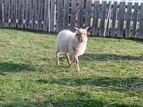 Hortobadska ovca, racka - 1