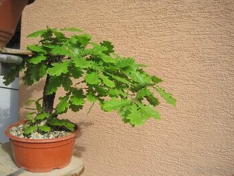 bonsai,bonsaj-DUB 1