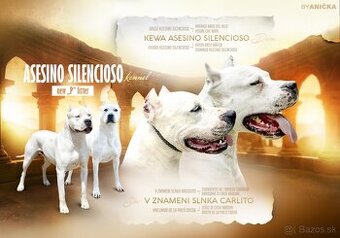 ARGENTÍNSKA DOGA S PP