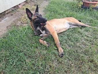 Predám : Belgický ovčiak Malinois