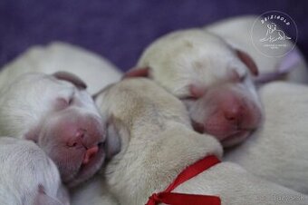 Labrador retriever  s rodokmeňom pôvodu