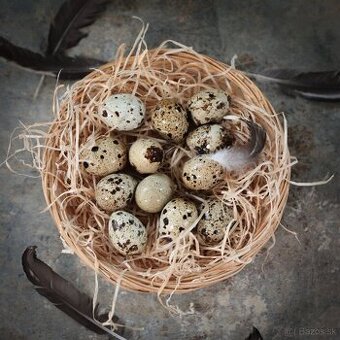 Domáce prepeličie vajíčka